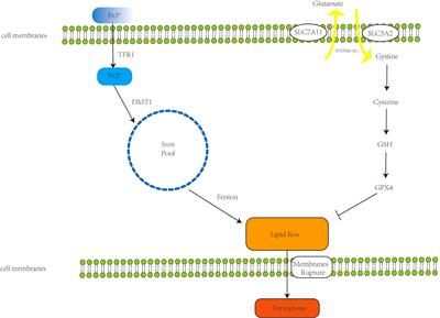 Microenvironment immune response induced by tumor ferroptosis—the application of nanomedicine